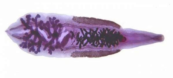 Σιβηρικό φούκο